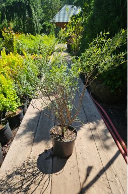 Ива нана Каньон Блю (Canyon Blue)