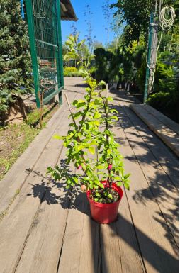 Айва японская Кримсон энд Голд (Crimson and Gold)