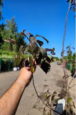 Яблоня Роялти (Royalty)