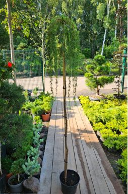 Лиственница европейская Пендула (Pendula Pa)