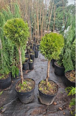 Туя западная Смарагд 1 шар на штамбе (Smaragd Pa)