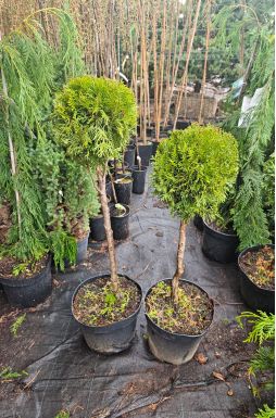 Туя западная Смарагд 1 шар на штамбе (Smaragd Pa)