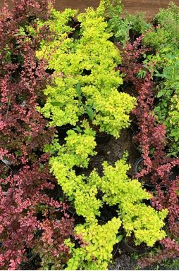 Барбарис тунберга Бонанза Голд (Bonanza Gold)