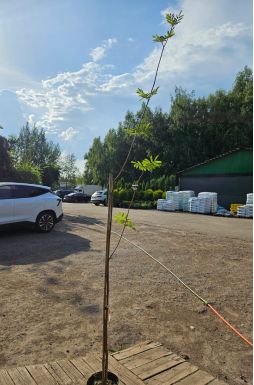 Рябина обыкновенная Кубовая (Kubowaja)