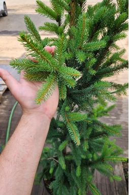 Ель обыкновенная Купрессина (Cupressina)