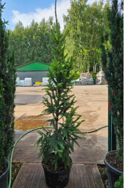 Ель обыкновенная Купрессина (Cupressina)