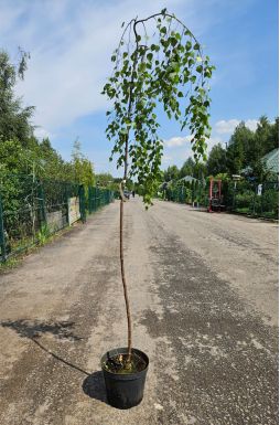 Береза Юнги (Youngii)