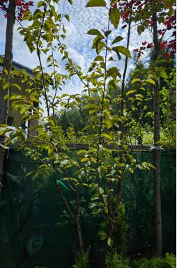 Черемуха Маака (Maackii)