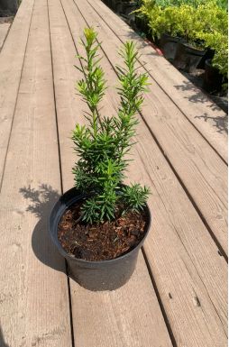 Тис средний Хилли (Hillii)