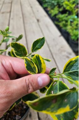 Бересклет форчуна Санспот (Sunspot)