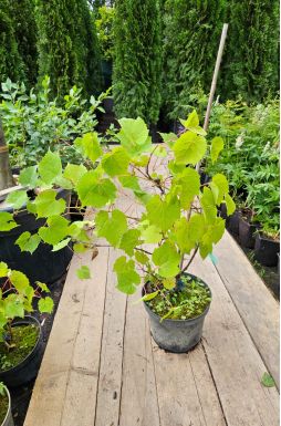 Виноград амурский