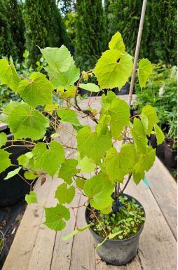 Виноград амурский