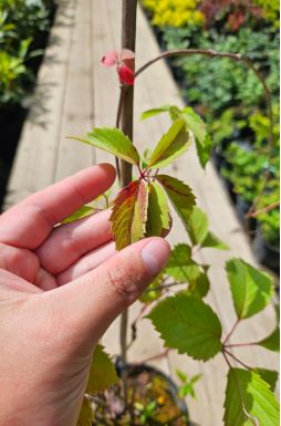 Виноград девичий