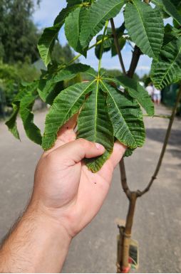 Каштан конский розовый Бриотти (Briottii)