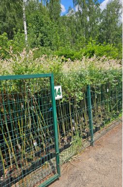 Ива цельнолистная Хакуро Нишики на штамбе (Hakuro-Nishiki Pa)