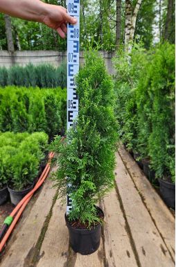 Туя западная Смарагд (Smaragd)