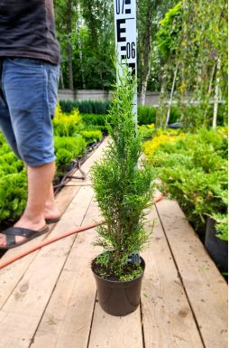 Туя западная Смарагд (Smaragd)