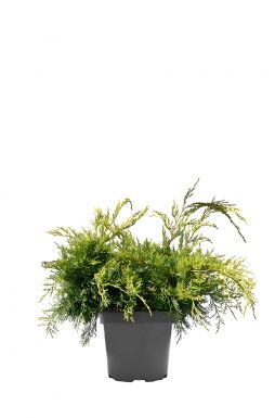 Можжевельник средний Голд Кост (Gold coast)