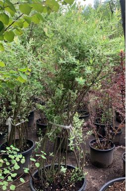 Ива цельнолистная Хакуро Нишики (Hakuro-Nishiki)