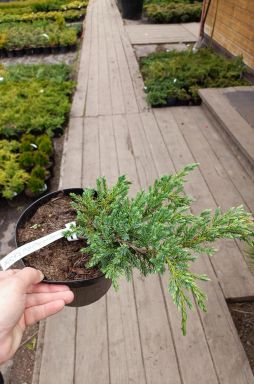 Можжевельник чешуйчатый Блю Карпет (Blue carpet)