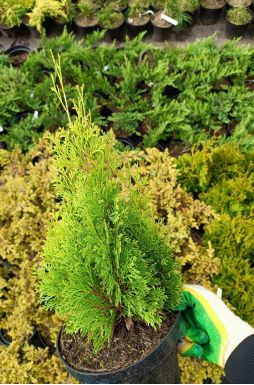 Туя западная Мики (Miky)