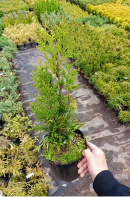 Туя складчатая Корник (Kornik)