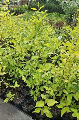 Дерен белый Ауреа (Aurea)