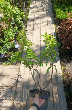 Айва японская Нивалис (Nivalis)