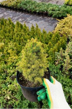 Ель канадская Рэйнбоуз Энд (Rainbows end)