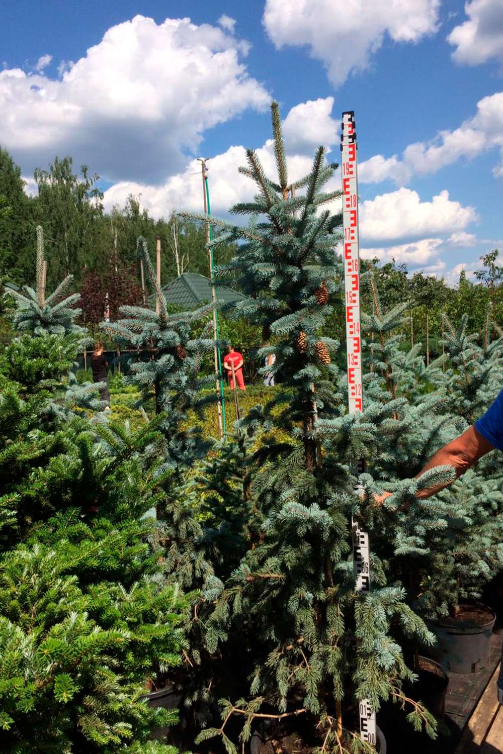 Ель Хупси 🌲 купить в Астрахани по цене от 4400 руб - Растения24