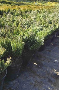 Можжевельник горизонтальный Блю Форест (Blue forest)