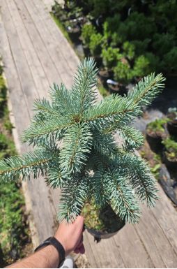 Ель колючая Блю Маунтин (Blue Mountain)